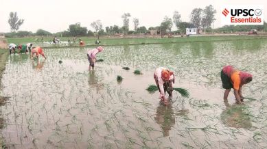 Feminisation of agriculture