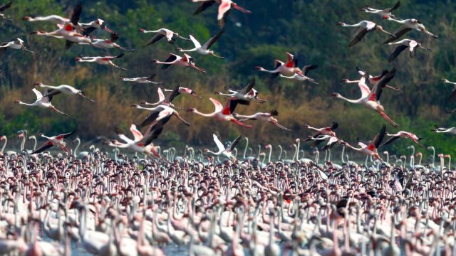 Flamingos mavi mumbai