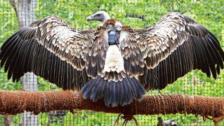 GPS-tagged vulture, vulture, Chhattisgarh, Gujarat, Karnataka, Jatayu Conservation Project, Tadoba-Andhari Tiger Reserve, Mumbai news, Maharashtra news, Indian express, current affairs