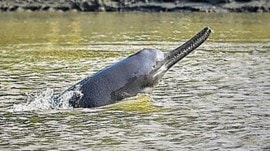 Gangetic dolphins, Gangetic dolphins in Ganga River basin, Ganga River, Dehradun, Wildlife Institute of India (WII), National Mission for Clean Ganga, Indian express news, current affairs