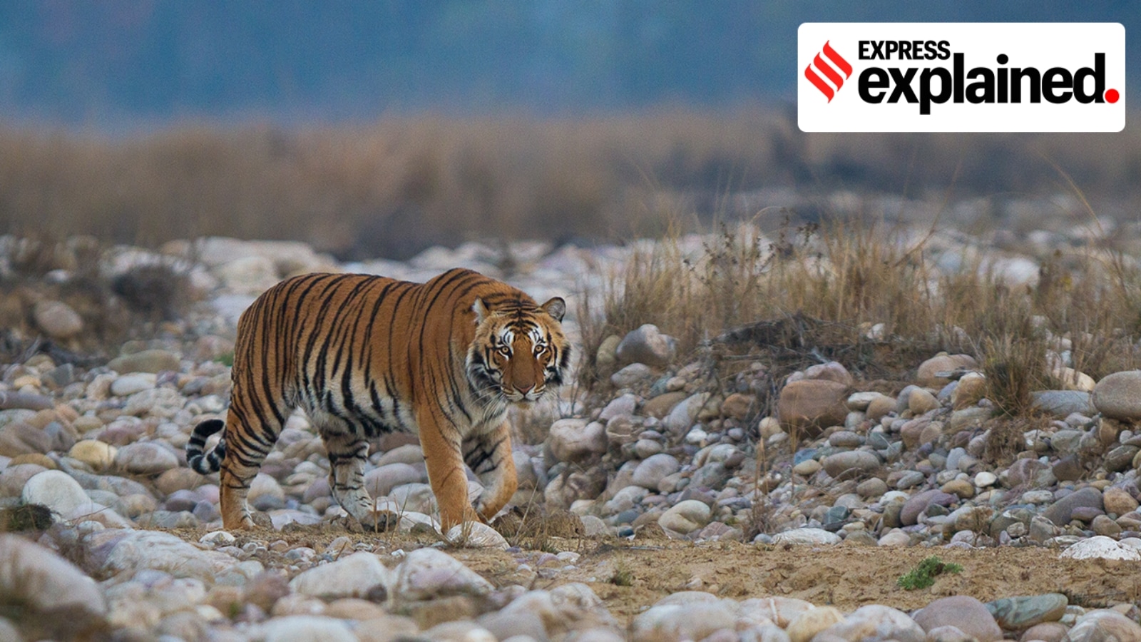 Space crunch, threats, a natural tendency: Why tigers go on long walks