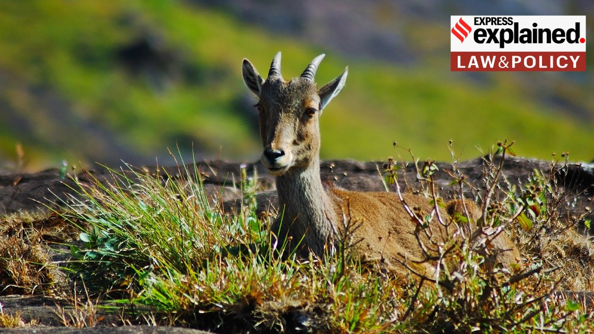 Nilgiri Tahr, spotted in Eravikulam National Park, Kerala.