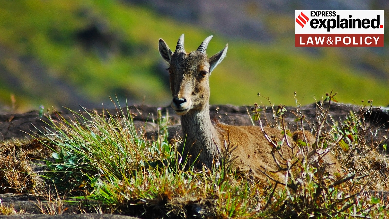 Nilgiri Tahr, spotted in Eravikulam National Park, Kerala.