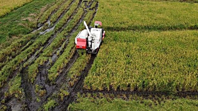 crop diversification plan, punjab government