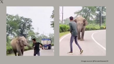 IFS Parveen Kaswan explained the behavioural pattern of elephants, calling them “highly intelligent and social animals (Image source: @ParveenKaswan/X)