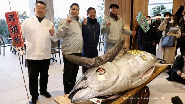 The highest-ever auction price reached 333.6 million yen for a 278kg bluefin tuna in 2019 (Image source: @surgeonwaqas/X)