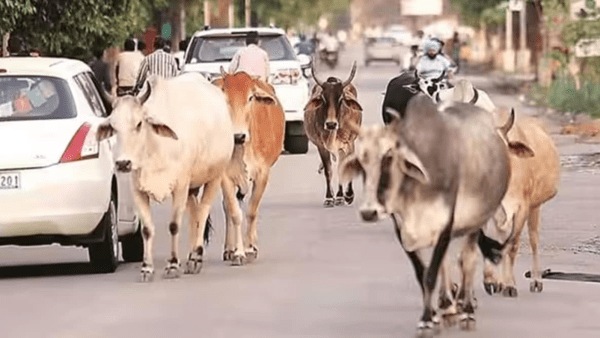 Stray cattle 