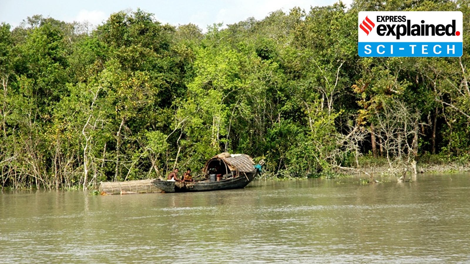 Mangroves are the only kind of trees that can thrive in salty water near the sea.