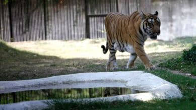 Tiger urine