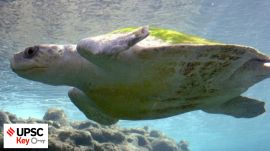 upsc civil services exam, Indian express for upsc, sarkari naukri, government jobs, ias, pcs, ifs, foreign relations, UPSC, upsc 2025, upsc mains 2025, upsc 2025 prelims, UPSC key, Upsc Prelims results, UPSC key terms, upsc news, upsc syllabus, UPSC KEY, Upsc Key terms, IAS current affairs, upsc Key Indian express, The Indian Express current Affairs, Is Indian Express Good for UPSC, upsc today news, upsc newspaper, Indian express today important news for upsc, Indian express monthly current affairs, What should I read in Indian Express for UPSC today, UPSC Answer Key, UPSC Online, IAS, IPS, upsc current affairs news, UPSC KEY News, UPSC Civil services news, UPSC Prelims 2025, UPSC Mains 2025, UPSC Mains 2025, UPSC Mains 2025, UPSC Prelims 2025, UPSC General Studies 1, UPSC General Studies II, UPSC General Studies III, UPSC General Studies IV, upsc, upsc mains 2025, UPSC mains answer writing, upsc GS paper 1, upsc mains GS paper 1, upsc geography, upsc history, gs paper 1, upsc, upsc mains 2025, UPSC mains answer writing, upsc gs paper 4, upsc mains gs paper 4, upsc ethics, gs paper 4, sarkari naukri, government jobs, Current events of national and international importance, History of India and Indian National Movement, Indian Heritage and Culture, History and Geography of the World and Society, Governance, Constitution, Polity, Social Justice and International relations, Technology, Economic Development, Bio diversity, Environment, Security and Disaster Management Ethics, Integrity and Aptitude, Indian Express UPSC Key, Upsc Indian Express, sarkari naukri, upsc CSE, exam key, Olive Ridley Turtles, Electoral Trusts, “Shock and Awe” Approach Donald Trump