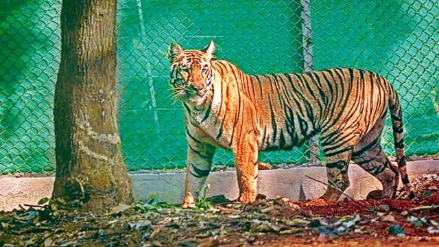 Zeenat, pistillate  tiger Zeenat, tigress Zeenat, Similipal National Park, odisha Similipal National Park, Kolkata news, WEst Bengal news, Indian express, existent   affairs