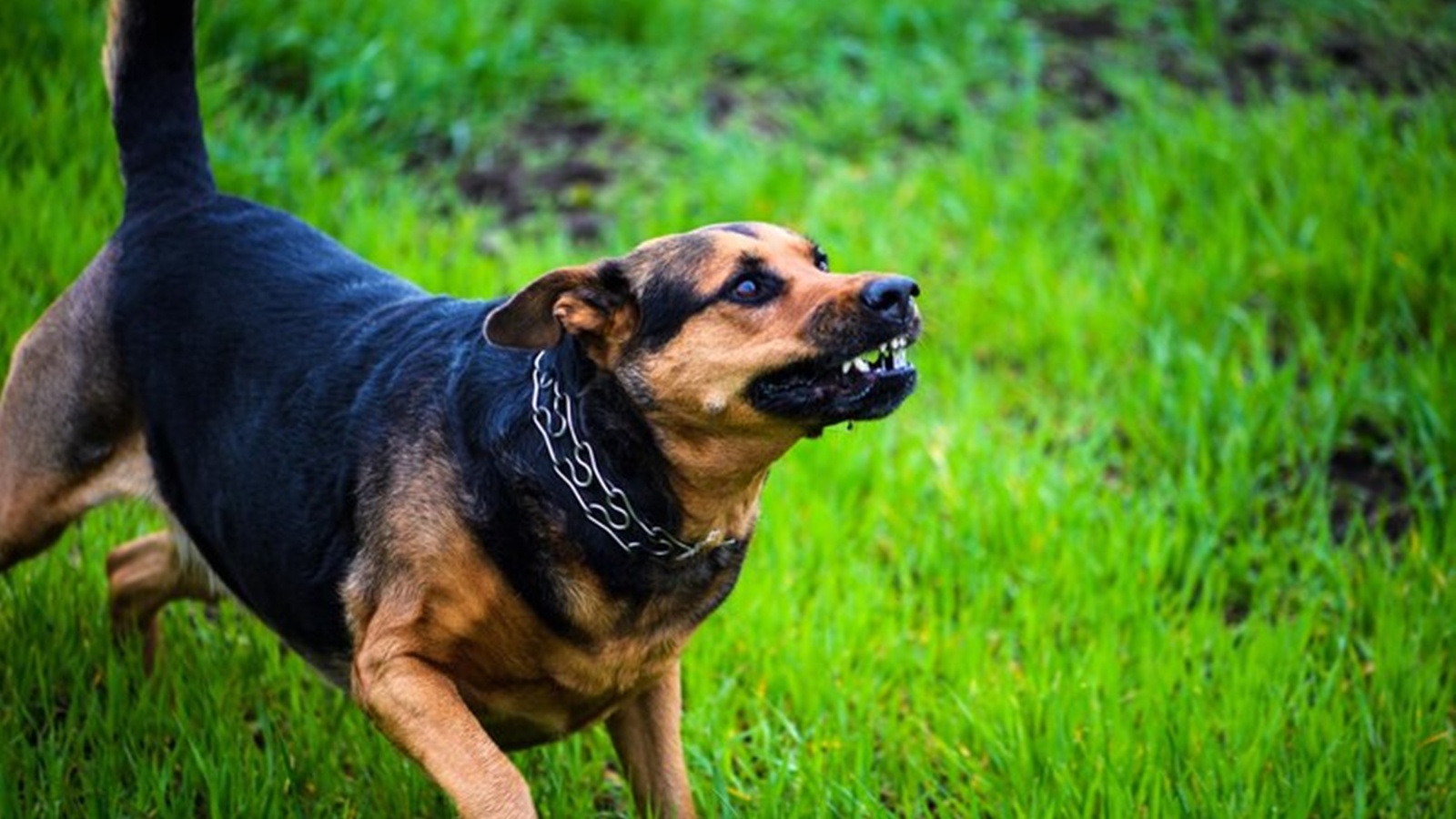 Understand the common causes of aggression in dogs