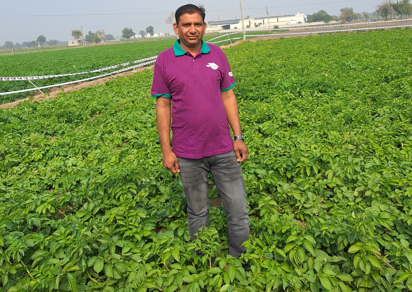 Export of French fries, cultivation of potatoes