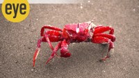 red crab