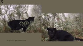 IFS officer shares video of rare black panther