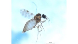 blood sucking flies blood-sucking flies in andaman and nicobar islands