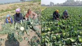 cabbage, cauliflower field, fazilka district, punjab news, punjab farmers, indian express