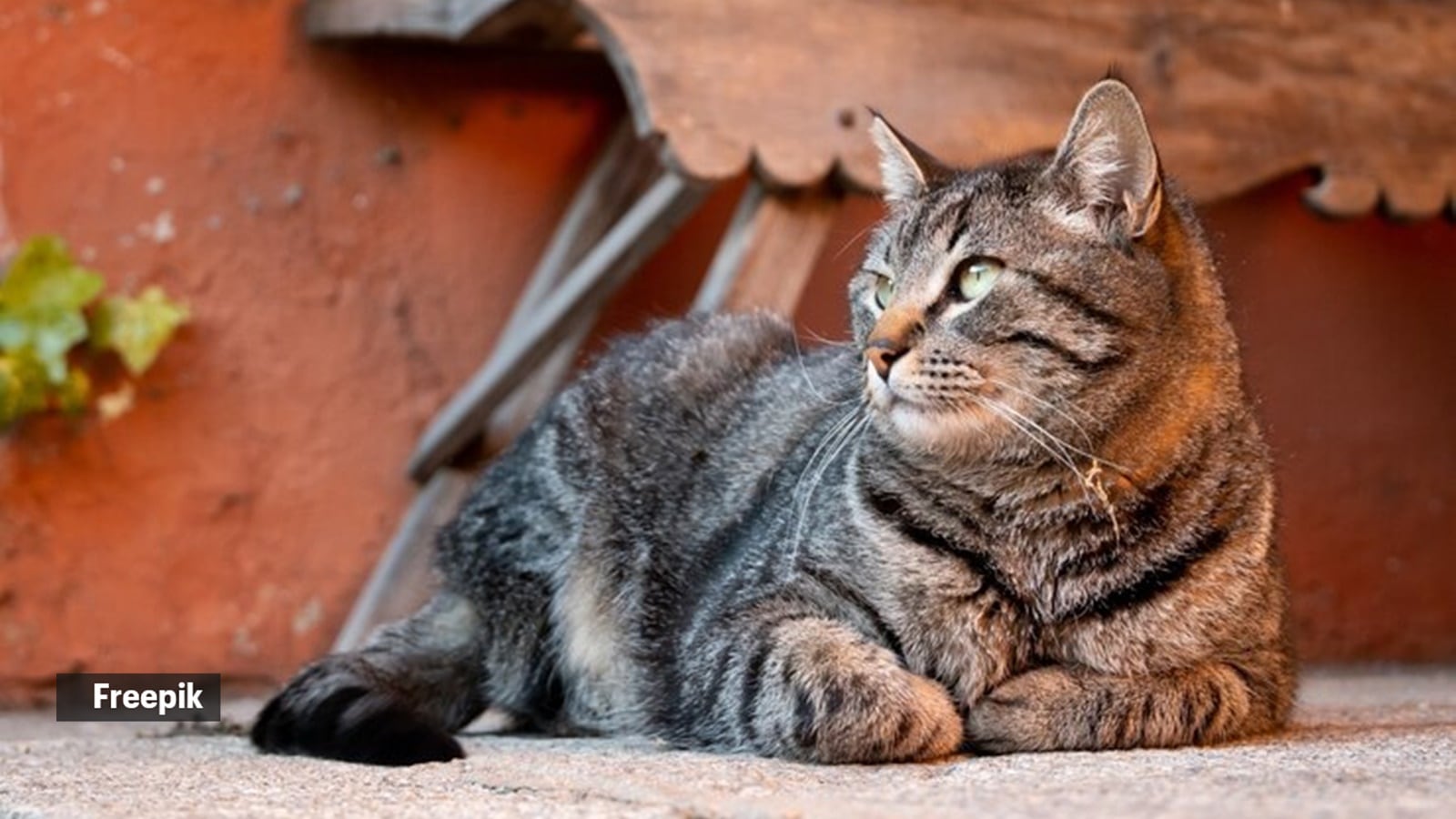 Uncovering Hidden Health Clues in Your Cat's Poop: What You Need to Know