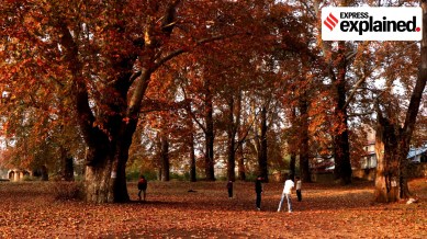 chinar