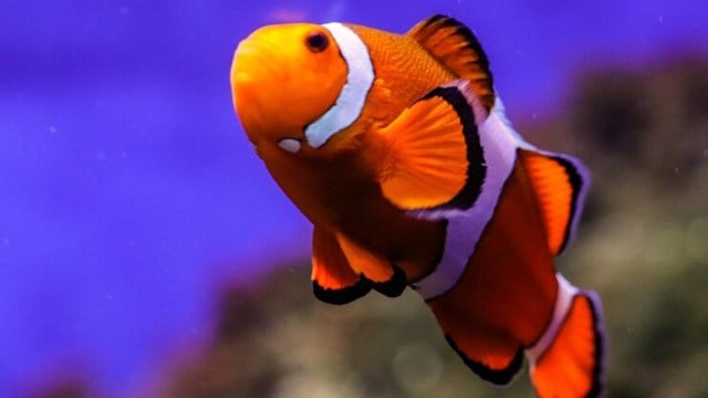 Clownfish, immortalised by Finding Nemo, live in strict social hierarchies dominated by a breeding female.