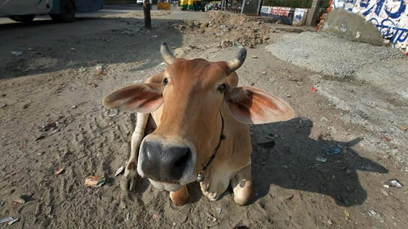 IIT-Madras director defends goumutra remarks: ‘I consume Panchagavyam’