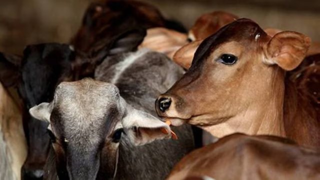 A native of Champaran in Bihar, has been arrested for allegedly slashing the udders of three cows on Sunday followed by claims of false implication. (Express File Photo)