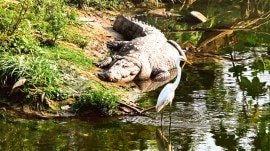 vadodara floods, Vishwamitri River rejuvenation, SEIAA Vadodara, Vadodara Municipal Corporation, river desilting, flood mitigation Vadodara, Vishwamitri River pollution, environmental restoration, mugger crocodiles, National Green Tribunal order, Vishwamitri River Action Plan, floodplain restoration, Vadodara flood prevention, water pollution Vadodara, river dredging, Gujarat environmental news