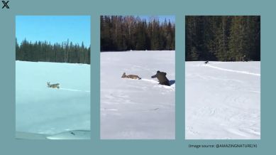 Man helps deer stranded in snow
