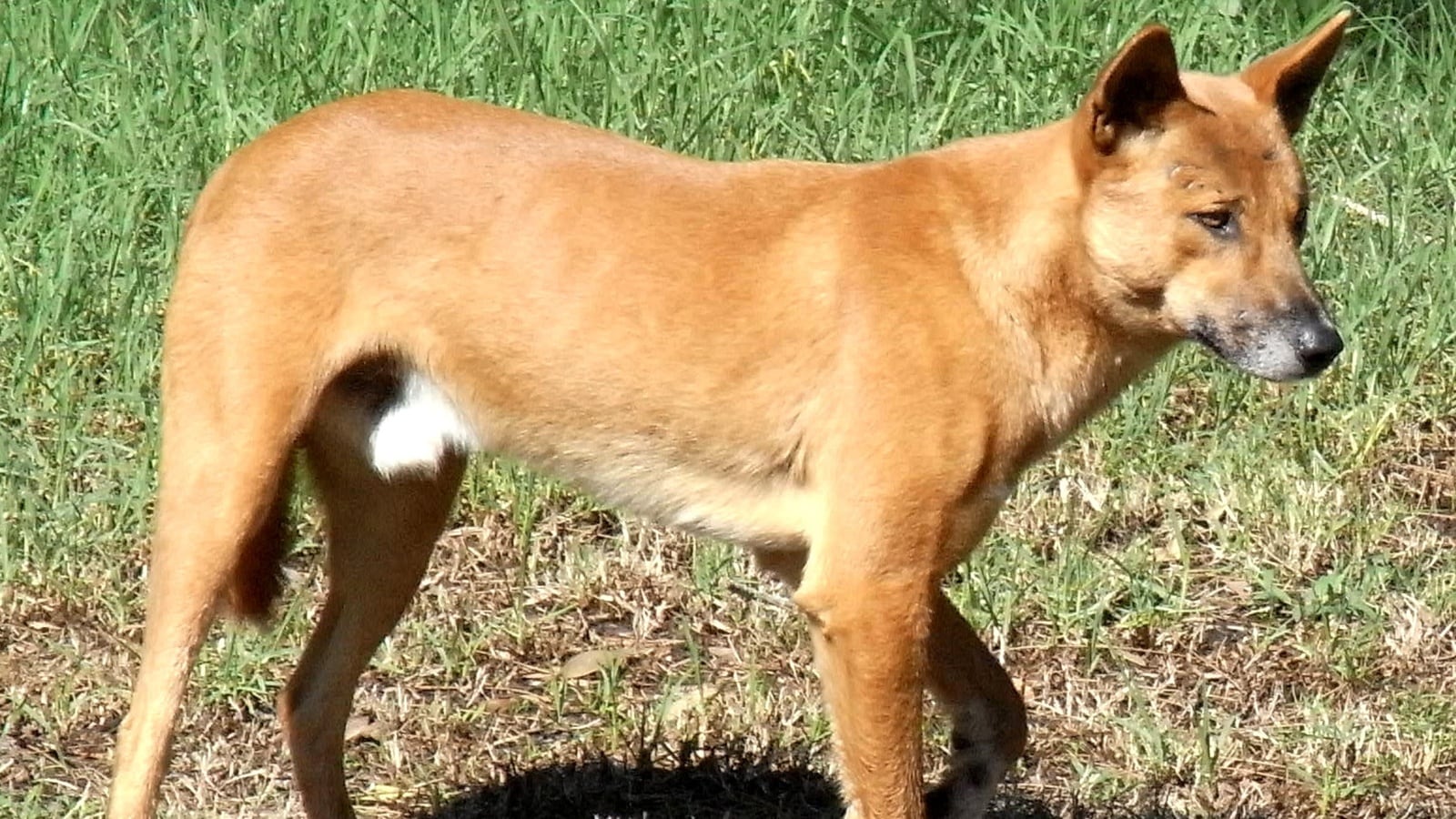 Discover the Surprising Truth About Animals that Look Cute But Are Actually Danger.