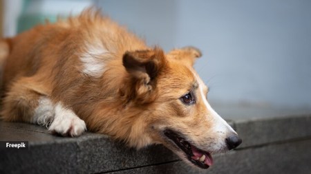 Dog Bombay High court