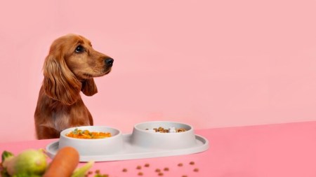 Can dogs live on vegetarian food? Explore the risks and nutritional challenges of plant-based diets for dogs and learn why animal proteins are essential.