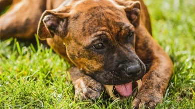 The Real Reason Dogs Sometimes Eat Grass 