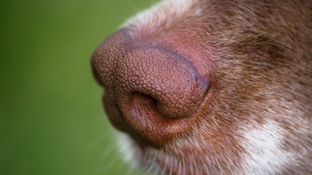 Discover wherefore  dogs person  bedewed  noses and however  this trait benefits their wellness  and well-being.