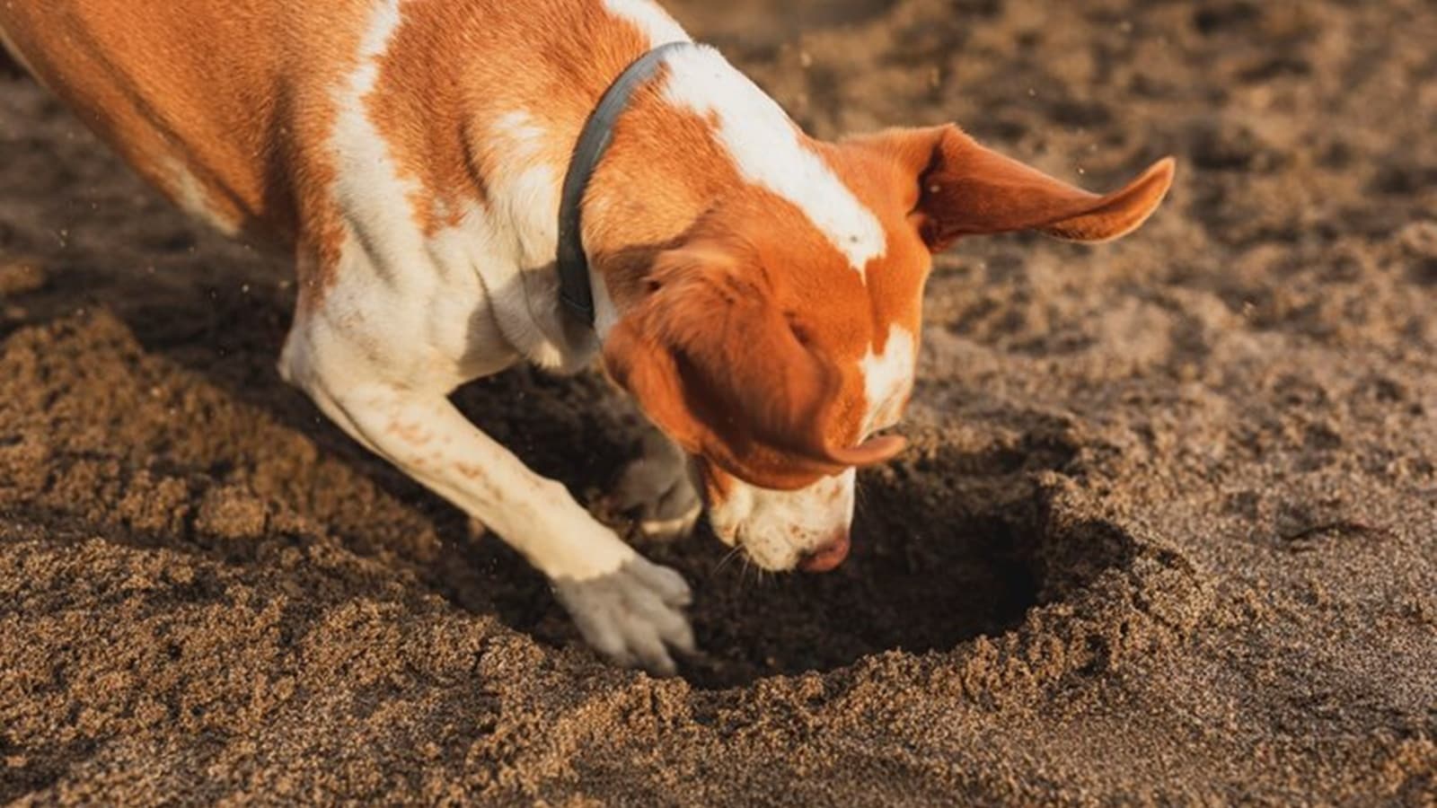 Dog eating poop reasons: Discover why dogs eat their poop, the potential causes of coprophagia, and effective ways to stop i