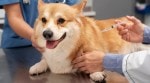 Learn the importance of pet vaccinations for dogs. Discover core and non-core vaccines, scheduling tips, and how to handle pets with special needs.