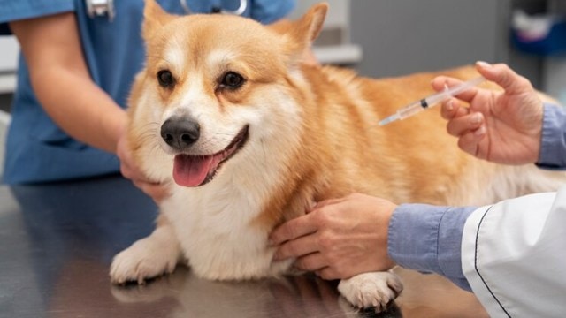 Learn the importance of pet vaccinations for dogs. Discover core and non-core vaccines, scheduling tips, and how to handle pets with special needs.