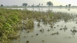 Unseasonal Rain in Odisha becomes a natural calamity as it leads to excessive crop damage.