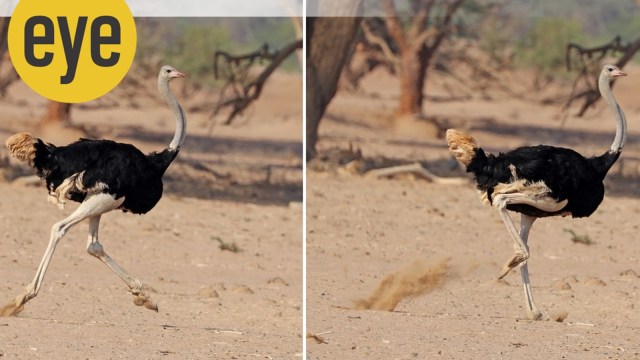The ostrich, tiger, birds, animals