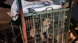 leopard, gurgaon, delhi,