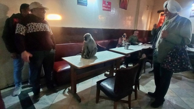 Shimla Indian Coffee House, Indian Coffee House, Shimla, langur, Indian explicit  news, existent   affairs