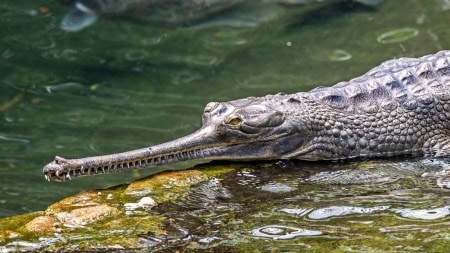 The gharial is one of the most unusual crocodiles, with its long, narrow snout perfectly adapted for catching fish.
