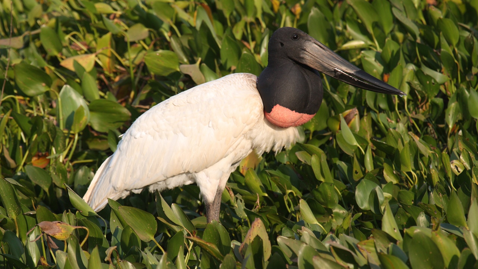 Birding tours in regions like the Pantanal in Brazil or the rivers of Belize offer prime opportunities to encounter this towering avian wonder.