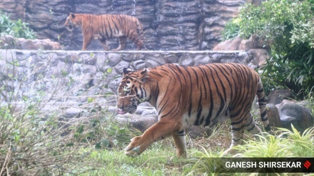 kerala tiger pistillate   death