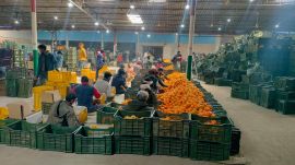 Kinnow, Mid-day meal