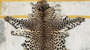 leopard skin