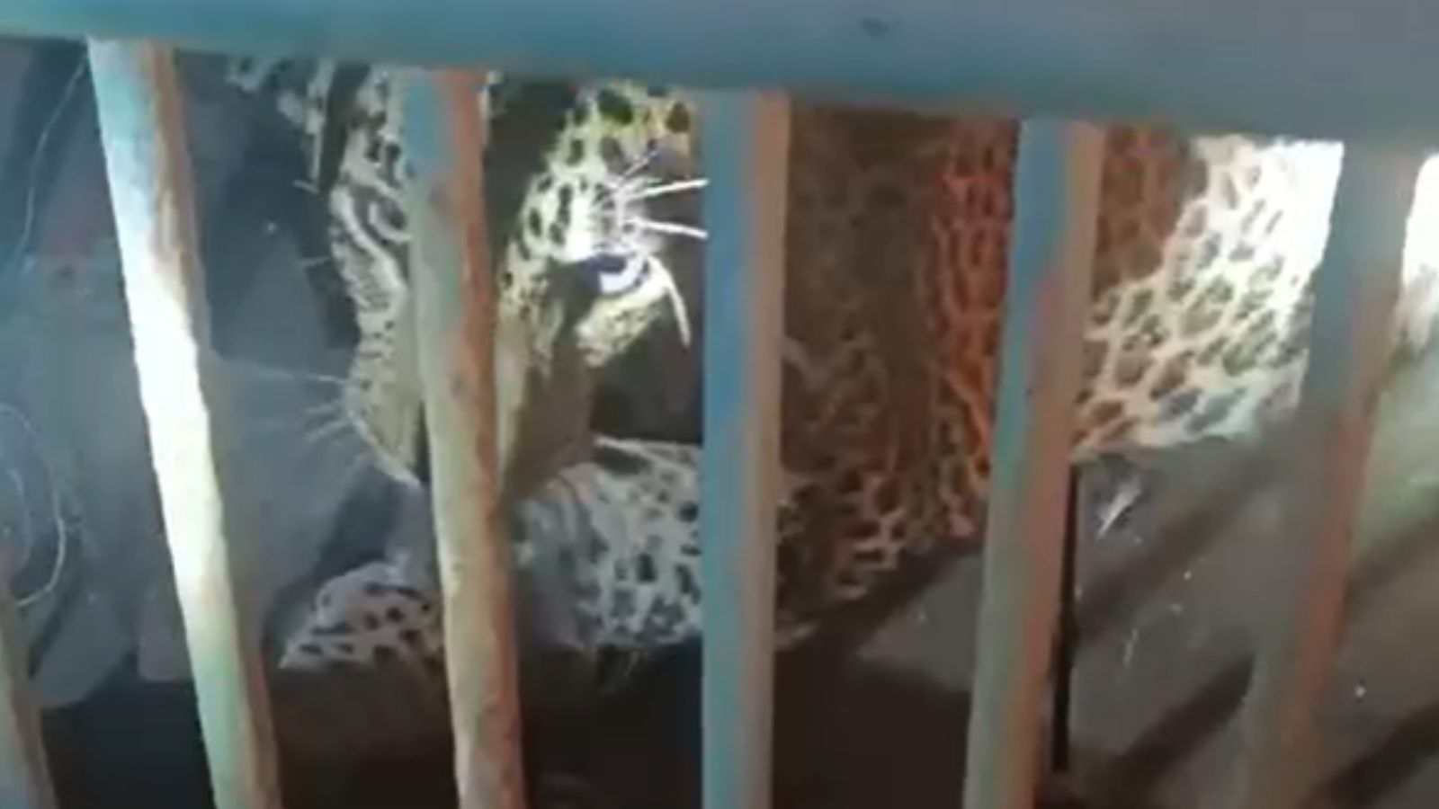 Leopard trapped in Gujarat village manages to bend iron bars with jaws ...