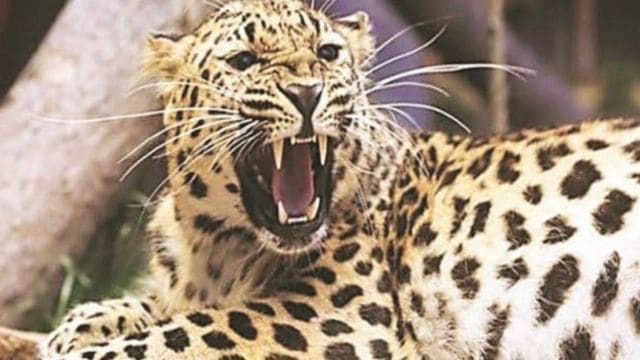 leopard, gujarat, news,