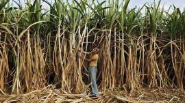 Sugar industry maharashtra, us govt concerns, beed district sugarcane farmers