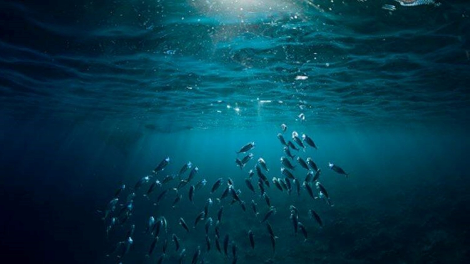 marine ecosystem, fish vomit fossil, biodiversity, Sagar Mahotsav, marine ecosystem and its biodiversity, Indian express news, current affairs