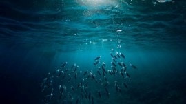 marine ecosystem, fish vomit fossil, biodiversity, Sagar Mahotsav, marine ecosystem and its biodiversity, Indian express news, current affairs